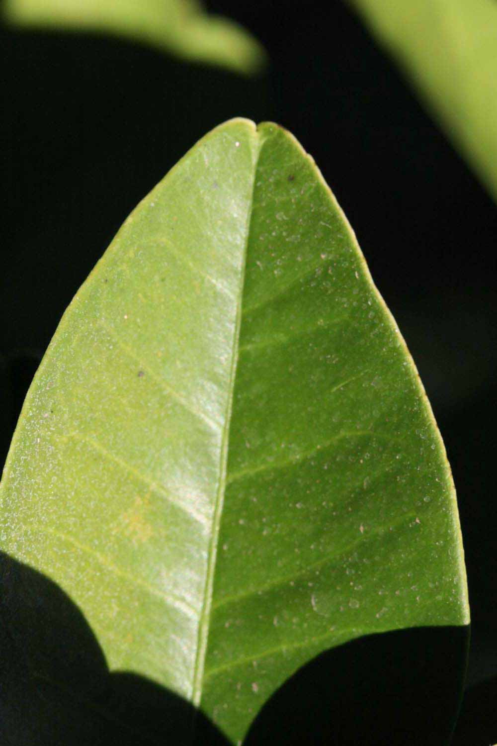              Margin (Riverside, CA)       